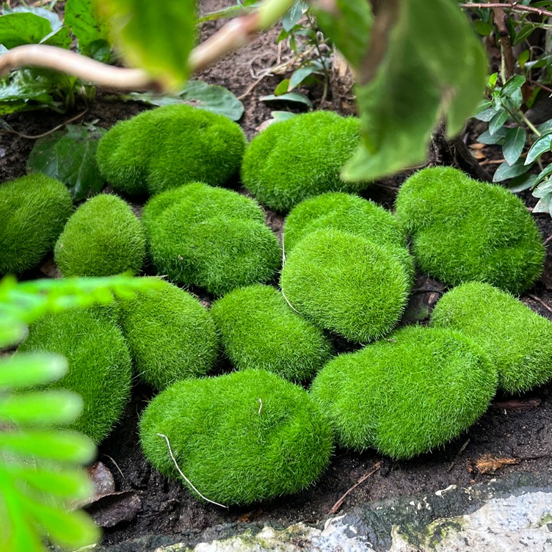 100/5PCS Artificial Moss Rock  - Sphagnum Moss Dry ulasan dan harga
