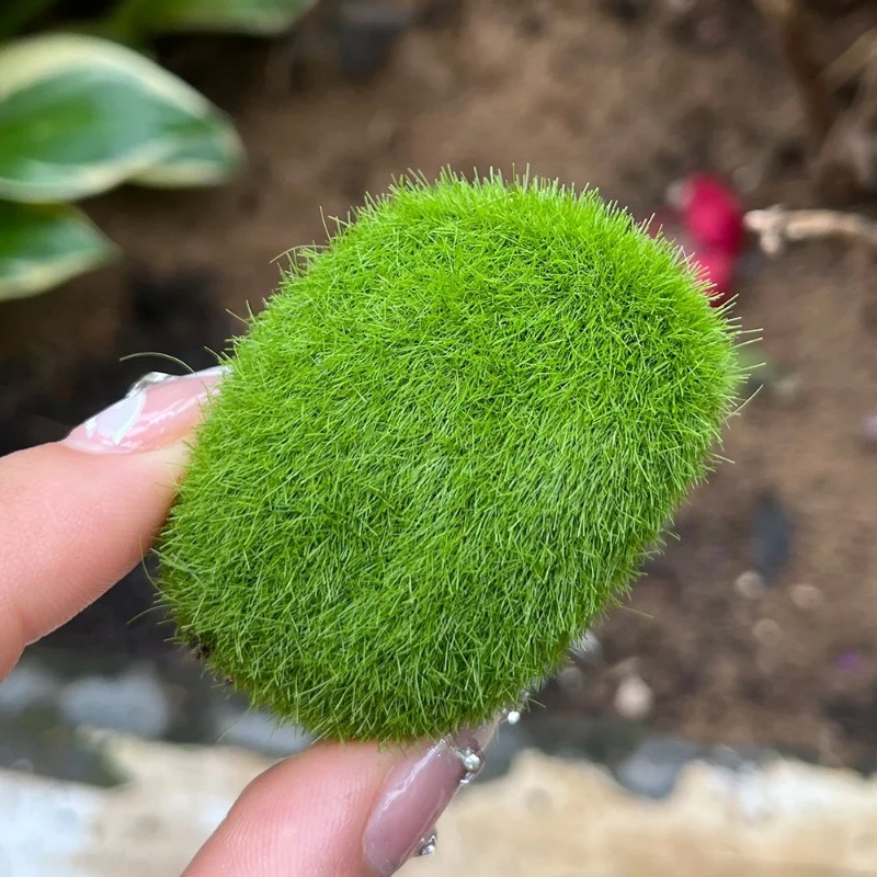 100/5PCS Artificial Moss Rock  - Sphagnum Moss Dry ulasan dan harga