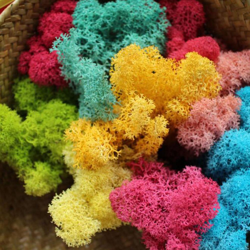 Artificial Plant Eternal Life  - Sphagnum Moss Dry ulasan dan harga