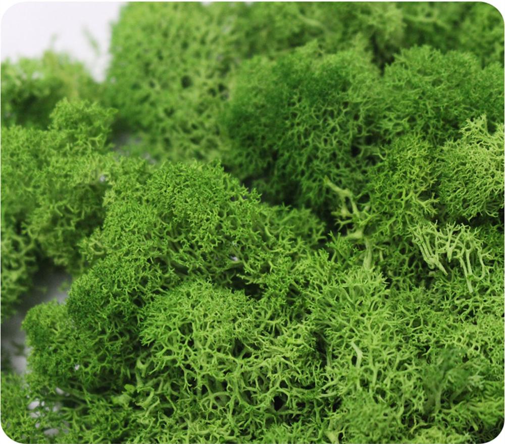Artificial Plant Eternal Life  - Sphagnum Moss Dry ulasan dan harga