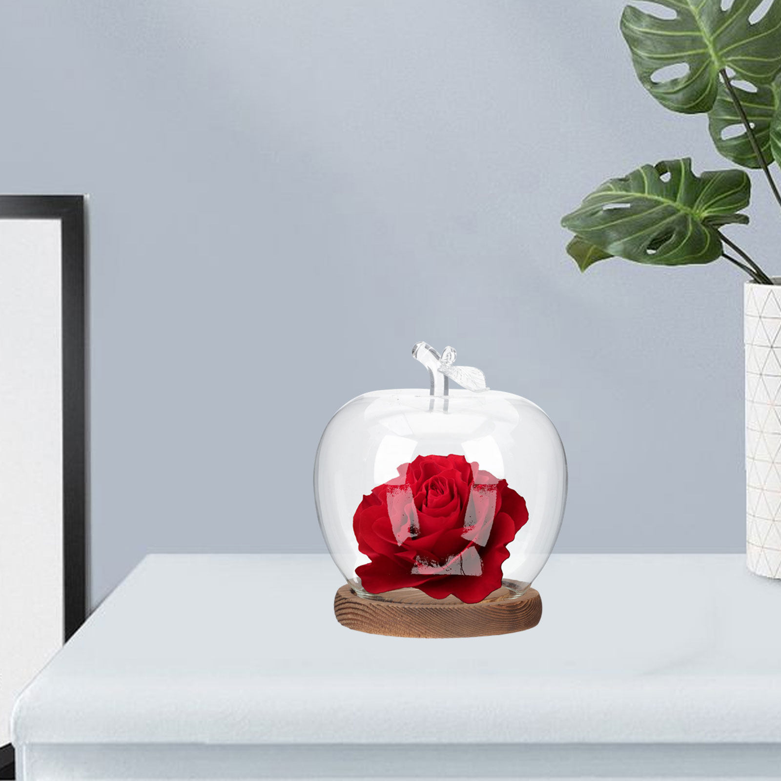 2Pcs Clear Glass Dome with Woo - Plastic Dome Clear ulasan dan harga
