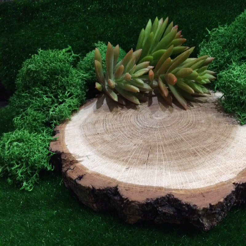 20G Natural Moss Artificial Pl - Sphagnum Moss Dry ulasan dan harga